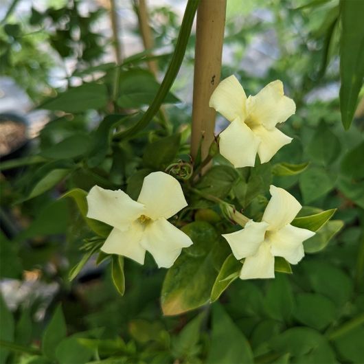 Jasminum officinale Clotted Cream